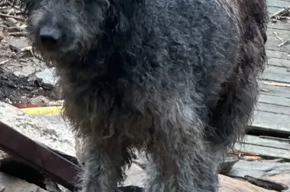 Chien peureux trouvé à Collioure - photo