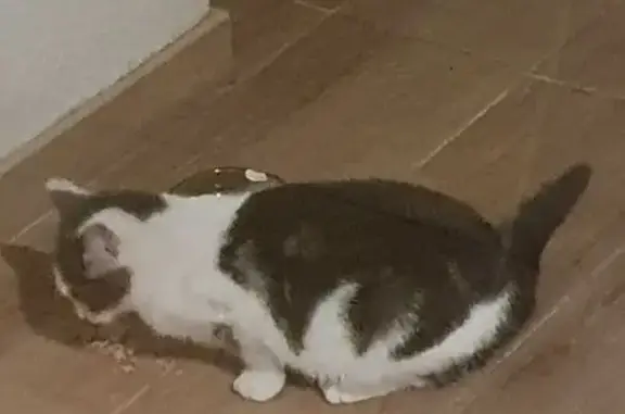 Chat sauvage nourri, non approchable - photo