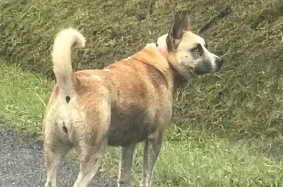 Chien beige-roux blessé, yeux vairons - photo
