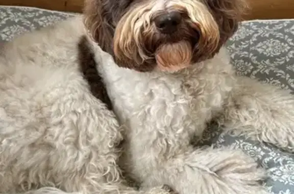 Labradoodle Australien volé, récompense offerte - photo