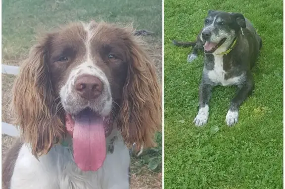 Chien perdu , photo : Springer mâle marron/blanc perdu bois