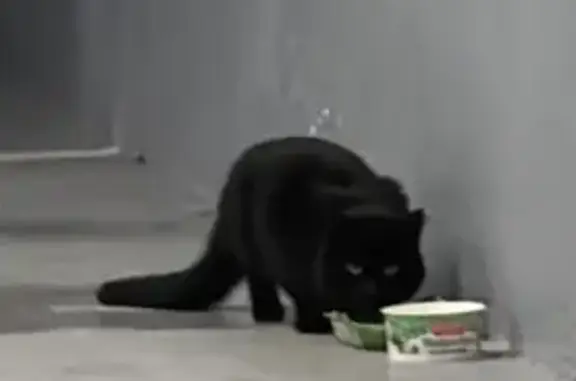 Chat trouvé dans parking à Colombes - photo