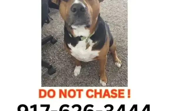 Lost Tricolor Boxer/Lab in Bethlehem