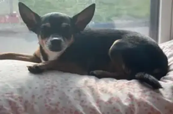 Lost Chihuahua: Sammy on Ridge Road