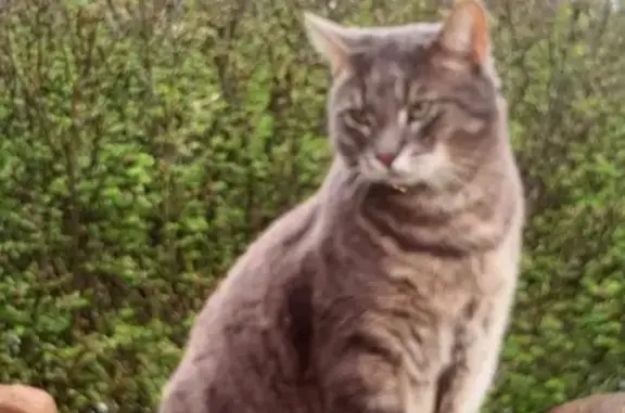 Lost: Grey Tabby Cat on Lonas Street