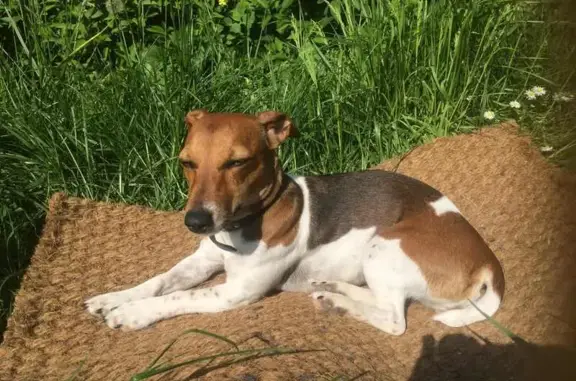 Chien perdu Sète, photo : Chien perdu à Sète : Jack Russel Rosti