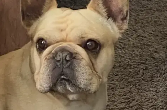 Help Find Our Missing Cream Frenchie!