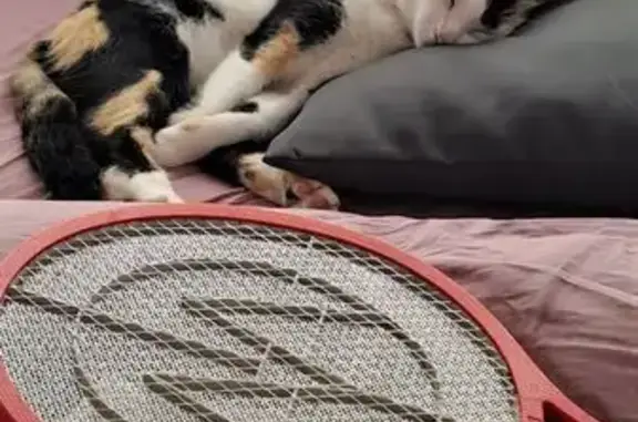 Chatte tricolore perdue au Lamentin - photo