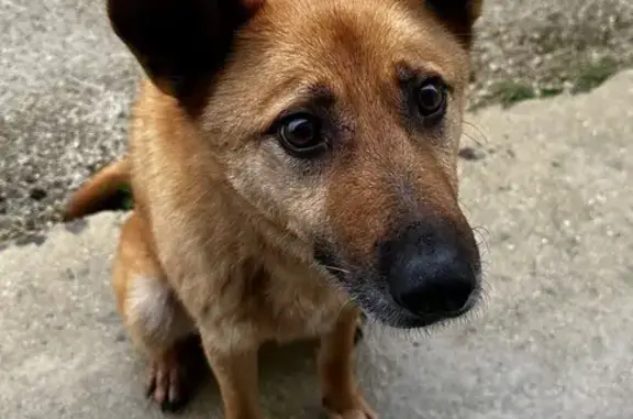 Chien trouvé , photo: Chien moyen trouvé sans collier à Perpignan
