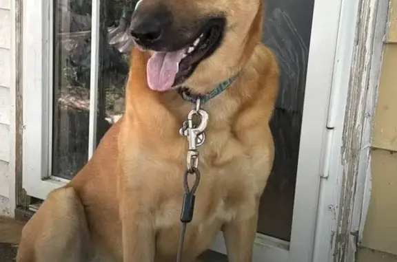 Lost Dog: Friendly 100lb Redish Fawn in KY