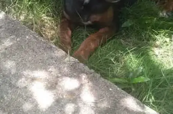 Cadela Filhote Encontrada na Rua Ernesto Brodella