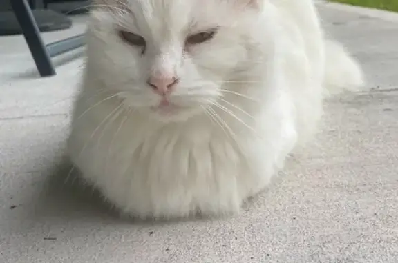 Lost White Cat on Hillock Ave NW