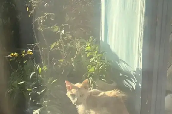 Chat roux décharné trouvé à Cesson-Sévigné - photo