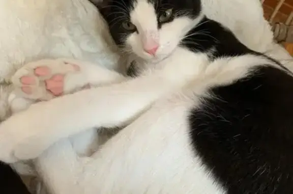 Animaux perdus Seclin, photo: Chat mâle perdu à Seclin, rue Aragon