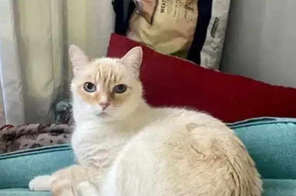 Lost Flame Point Siamese in Grass Valley