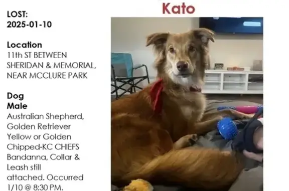 EDIT… pup has been found!! 

Golden/brown Aussie mix with a Kansas City handkerchief