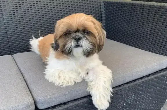 Chien Shih Tzu perdu, aidez à le retrouver! - photo