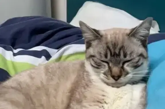 Chatte disparue à Saint-Vincent-Sterlanges - photo