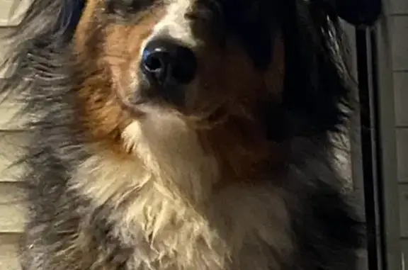 Berger australien bleu merle perdu à Landéan - photo