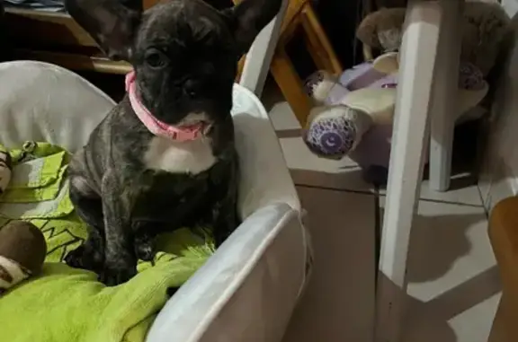 Chien perdu , photo : Bouledogue français bringé perdu à Cholet