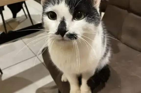 Animaux trouvés , photo: Chat trouvé à Lescheroux, très câlin