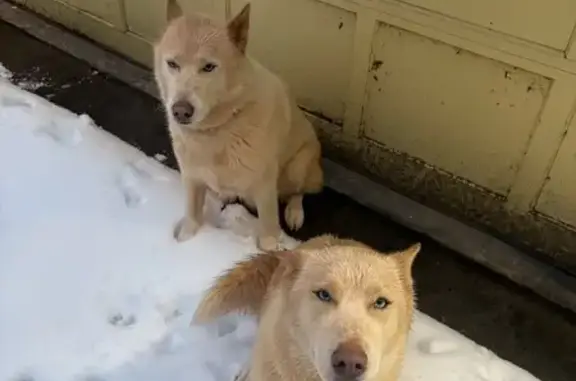 Found: 2 Sweet Huskies in Barrington