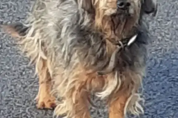 Animaux trouvés , photo: Chien paniqué et sale à Corbère-les-Cabanes