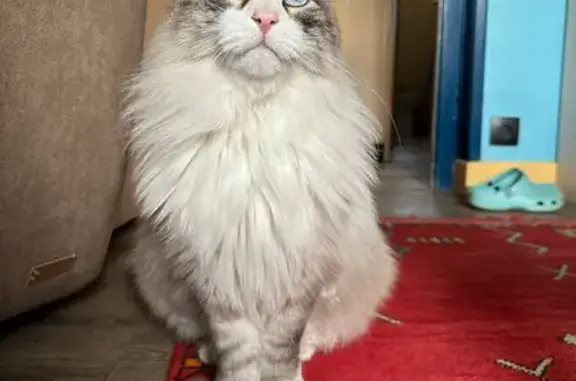 Chat perdu, Ville-la-Grand, photo: Sacré de Birmanie blanc disparu à Ville-la-Grand
