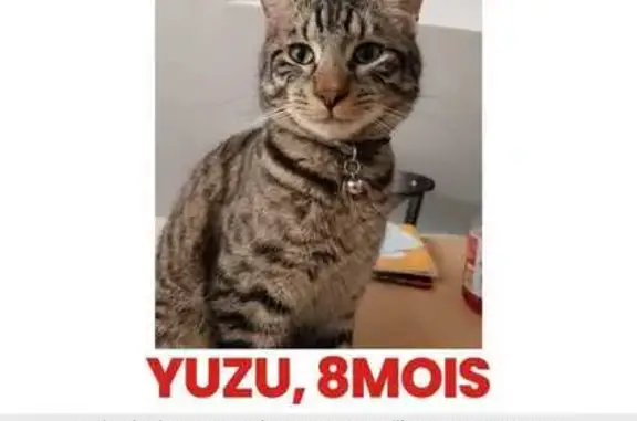 Chat perdu, Tours, photo: Chat perdu, Rue des Ormeaux, Tours