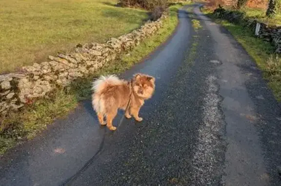 Chien perdu , photo : Chien finnois de Laponie perdu à Nespouls