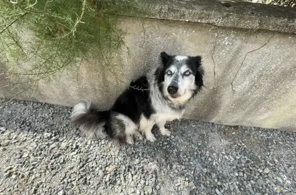 Chien perdu Bouloire, photo : Chienne Reiley disparue à Bouloire
