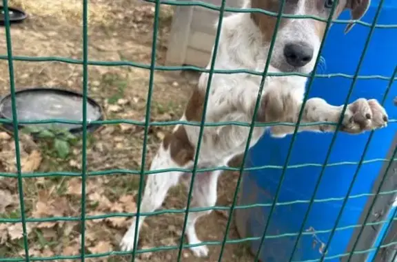 Chiot femelle croisé épagneul trouvé à Pertuis - photo