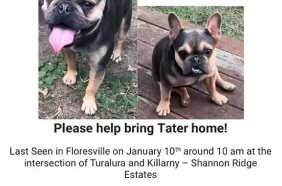 Lost French Bulldog: Black & Tan in Floresville