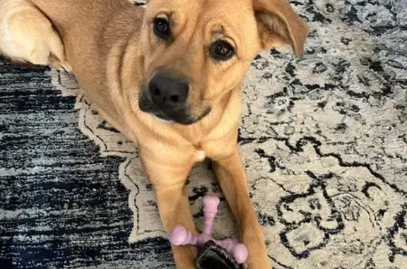 Lost German Shepherd Boxer Mix - Fort Worth