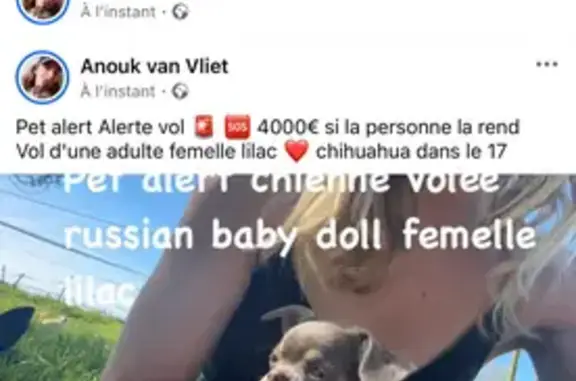 Chien perdu Marans, photo : Chihuahua volée à Marans, récompense offerte