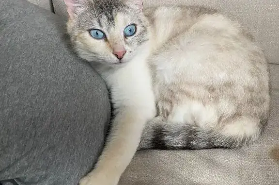 Animaux perdus Mérignac, photo: Queenie, chat blanc/gris/noir disparu lundi