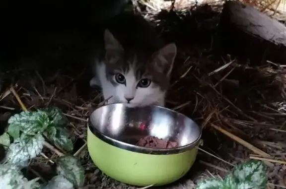 Chat trouvé Yvignac-la-Tour, photo: Chaton femelle blanc et gris trouvé à Trélée