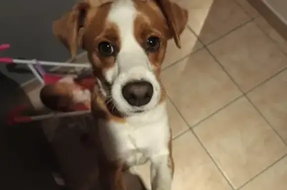 Chien marron/blanc trouvé à Valsonne - photo