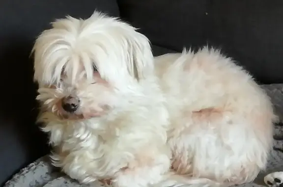 Chien perdu , photo : Chienne âgée disparue à Lamballe