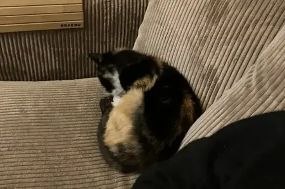 Chatte écaille trouvée à Vains - photo