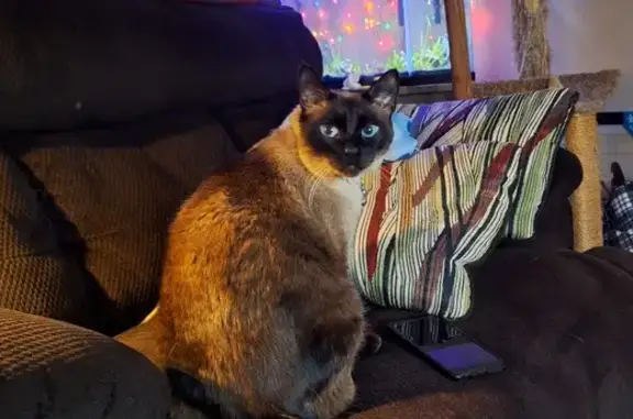 Lost Siamese Cat on North Windsong Dr