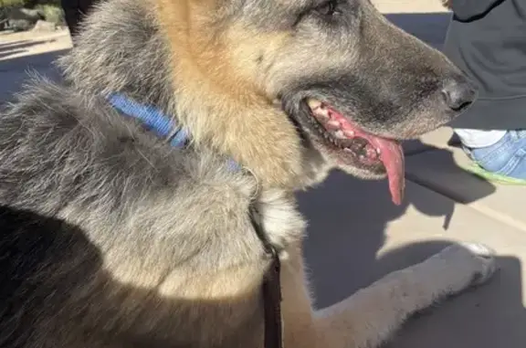 Found: Male German Shepherd in Carefree