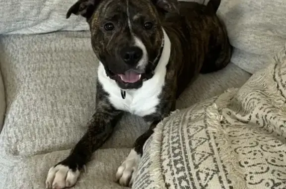 Found: Young Brindle & White Dog in Ewa