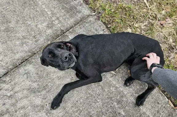 Found: Gentle Black Great Dane Mix