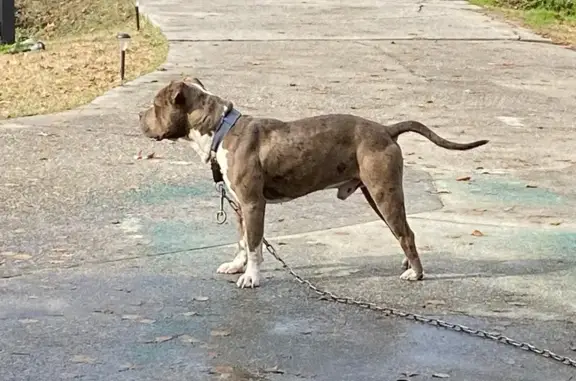 Lost Merle Pitbull in Goose Creek, SC