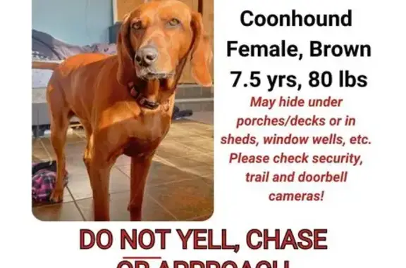 Lost Redbone Coonhound in Dalbo