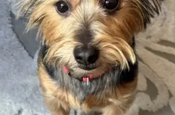 Lost Yorkie on Fisher Rd, Dartmouth