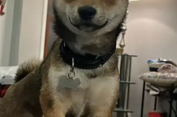 Lost Shiba Inu on South Shepard Ave