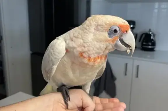 Friendly Corella Found: Horningsea Park