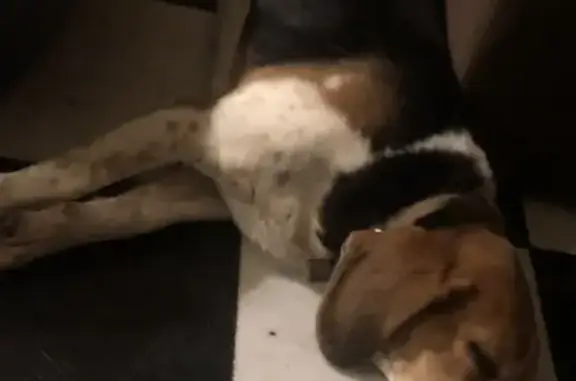Chien perdu , photo : Beagle disparue à Bierville, Normandie
